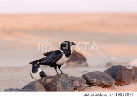 Pied crow in namib desert Pied crow in namib desert 19888077
