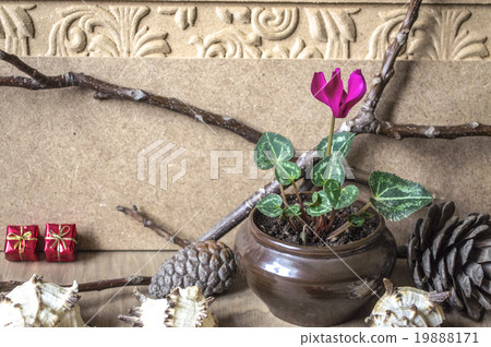Flowering cyclamen in a clay pot Flowering cyclamen in a clay pot 19888171