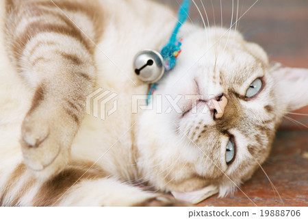 Brown cat is resting in a bizarre posture. 19888706