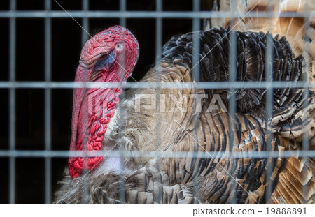 old turkey behind bars 19888891