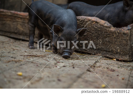 little piglets in a pigsty 19888912