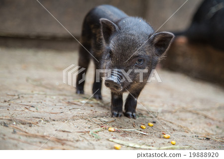 small pigs in the farm 19888920