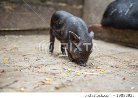 small pigs in the farm 19888925