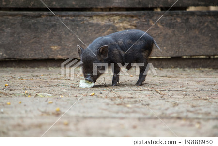 small pigs in the farm 19888930