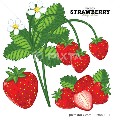 Strawberry Set, Vector. 19889005