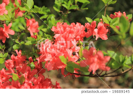 長井公園的杜鵑花 19889145