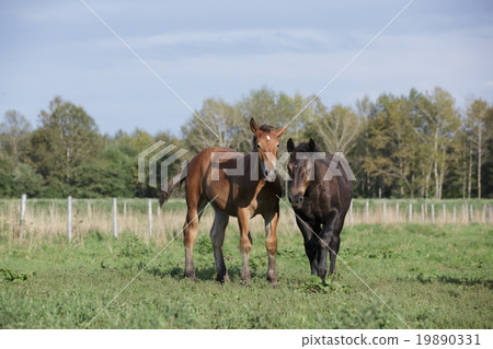 Brawling horse horse 19890331