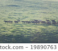 Horses running in Mongolian grassland 19890763
