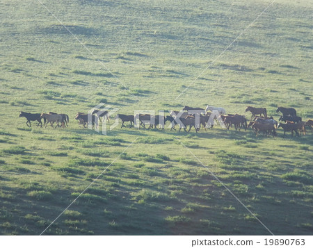 Horses running in Mongolian grassland Horses running in Mongolian grassland 19890763