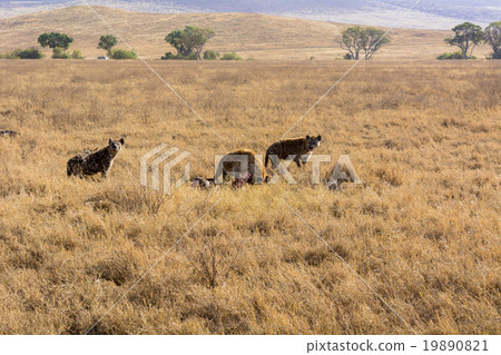 Ngorongoro Conservation Area in Tanzania Ngorongoro Conservation Area in Tanzania 19890821