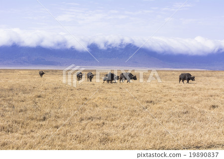 Ngorongoro Conservation Area in Tanzania 19890837