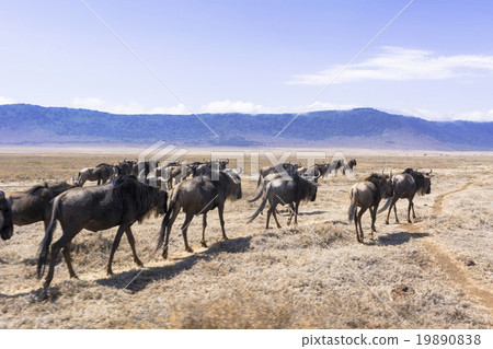 Ngorongoro Conservation Area in Tanzania 19890838