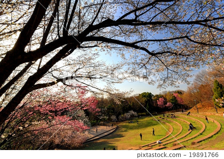 Cherry tree at Tsuzuki Central Park Cherry tree at Tsuzuki Central Park 19891766