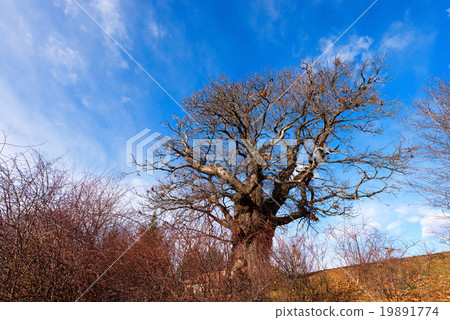 Chestnut Tree in Winter 19891774