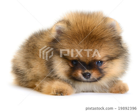 pomeranian puppy 19892396