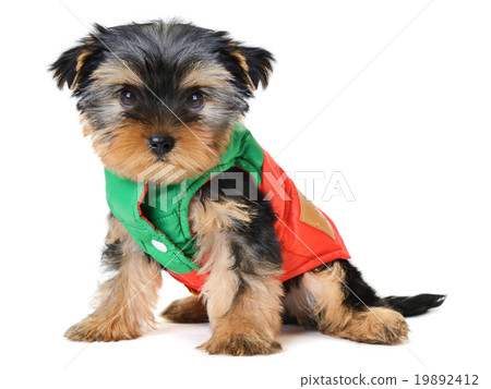 yorkie 19892412