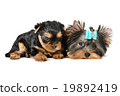 yorkshire terrier 19892419