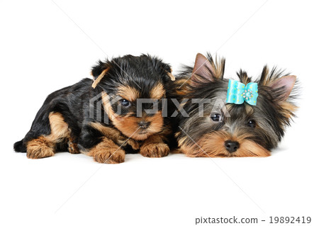yorkshire terrier yorkshire terrier 19892419