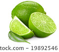 lime 19892546
