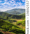 Tea plantations 19892557