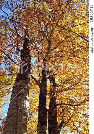 Autumn leaves in Tohoku beech forest 19892712