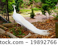 White Peacock 19892766