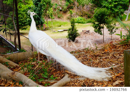 White Peacock White Peacock 19892766