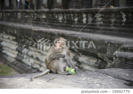 Angkor Wat Monkey 19892770