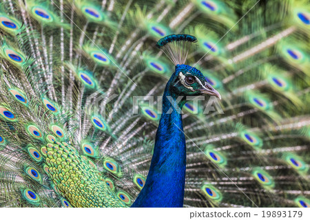 Portrait of beautiful peacock with feathers out Portrait of beautiful peacock with feathers out 19893179