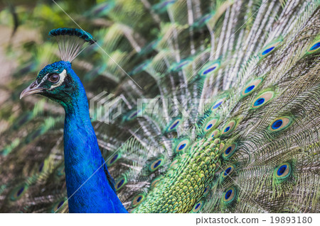 Portrait of beautiful peacock with feathers out Portrait of beautiful peacock with feathers out 19893180