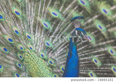 Portrait of beautiful peacock with feathers out Portrait of beautiful peacock with feathers out 19893181