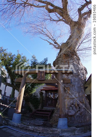 Matsumoto castle town spring spring group Tsukii Izumi Shrine (Tsundokumi) Zelkova full view vertical Matsumoto City natural monument Matsumoto castle town spring spring group Tsukii Izumi Shrine (Tsundokumi) Zelkova full view vertical Matsumoto City natural monument 19893466