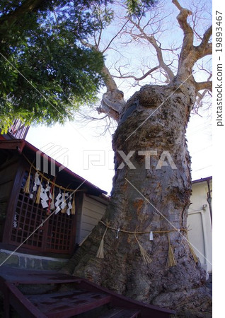 Matsumoto castle town spring spring group Tsukii Izumi Shrine (Tsundosumi) Zelkova and Odo Vertical Matsumoto City natural monument Matsumoto castle town spring spring group Tsukii Izumi Shrine (Tsundosumi) Zelkova and Odo Vertical Matsumoto City natural monument 19893467