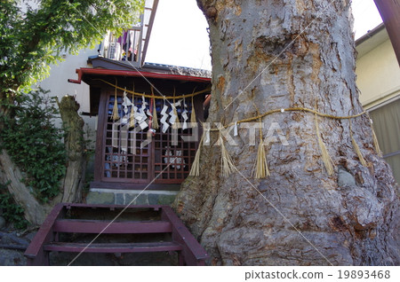 Matsumoto castle town spring spring group Tsukii Izumi Shrine (Tsundosumi) Zelkova and Otodo Matsumoto City natural monument 19893468