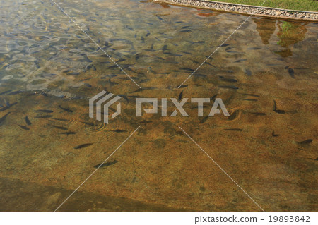 fish in the shallow fresh water 19893842