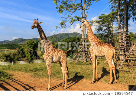 Two giraffe in the zoo. 19894547