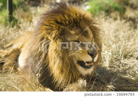 獅子 19894705