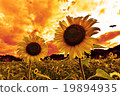 Sunset with sunflower 19894935