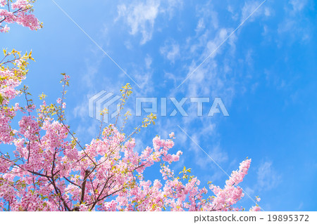 Kawazu cherry blossoms cherry blossoms early in bloom Izu Shizuoka Sakura cherry blossoms image material copy space background material characters 19895372