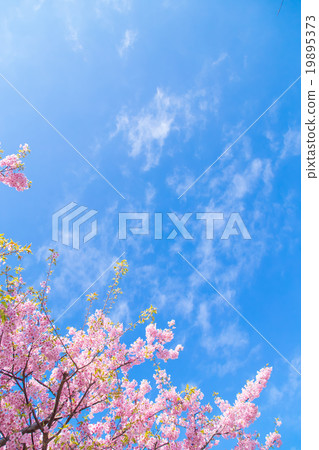 Kawazu cherry blossoms cherry blossoms early in bloom Izu Shizuoka Sakura cherry blossoms image material copy space background material characters 19895373