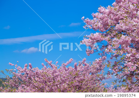 Kawazu cherry blossoms cherry blossoms early in bloom Izu Shizuoka Sakura cherry blossoms image material copy space background material characters 19895374
