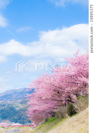 Kawazu cherry blossoms cherry blossoms early in bloom Izu Shizuoka Sakura cherry blossoms image material copy space background material characters 19895375