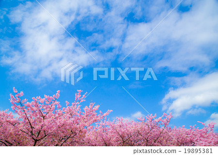 Kawazu cherry blossoms cherry blossoms early in bloom Izu Shizuoka Sakura cherry blossoms image material copy space background material characters 19895381