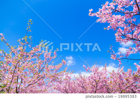 河津櫻花盛開的櫻花伊豆靜岡櫻花櫻花圖像素材複製空間背景素材人物 河津櫻花盛開的櫻花伊豆靜岡櫻花櫻花圖像素材複製空間背景素材人物 19895383