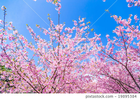 河津櫻花盛開的櫻花伊豆靜岡櫻花櫻花圖像素材複製空間背景素材人物 19895384