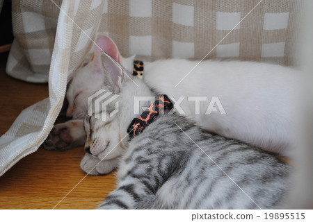 Take a nap together zzz Take a nap together zzz 19895515