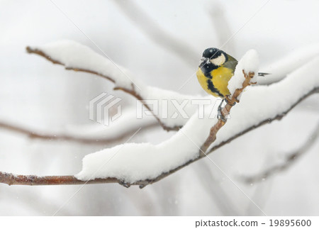 great tit on tree brunch 19895600