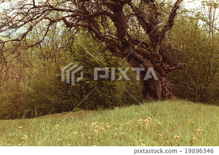 Fairy tale glade 19896346