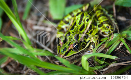 Common spotty green Northern leopard frog. Common spotty green Northern leopard frog. 19896764