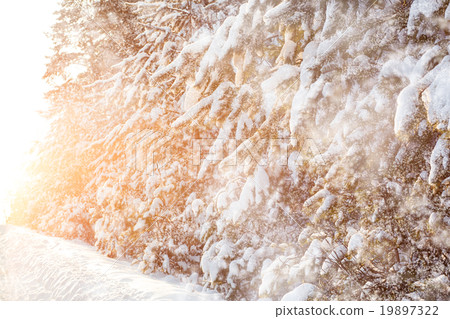 Snowfall in pine forest at sunset 19897322